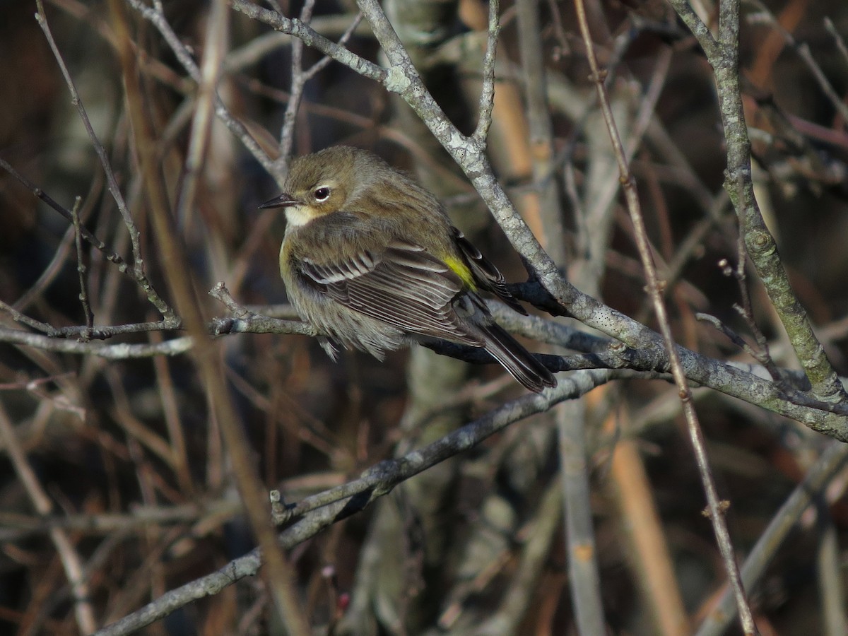 Yellow-rumped Warbler (Myrtle) - ML129546571