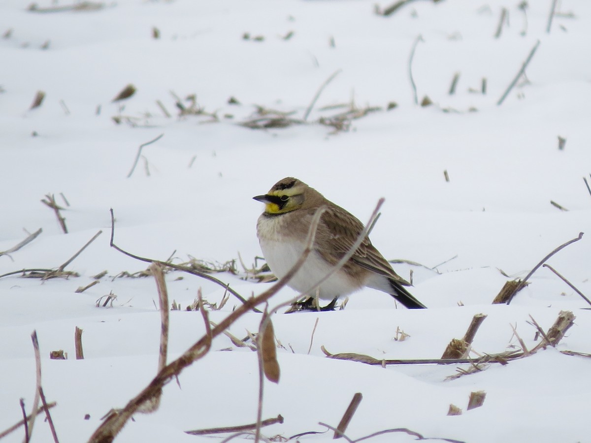 Horned Lark - Alex Eberts