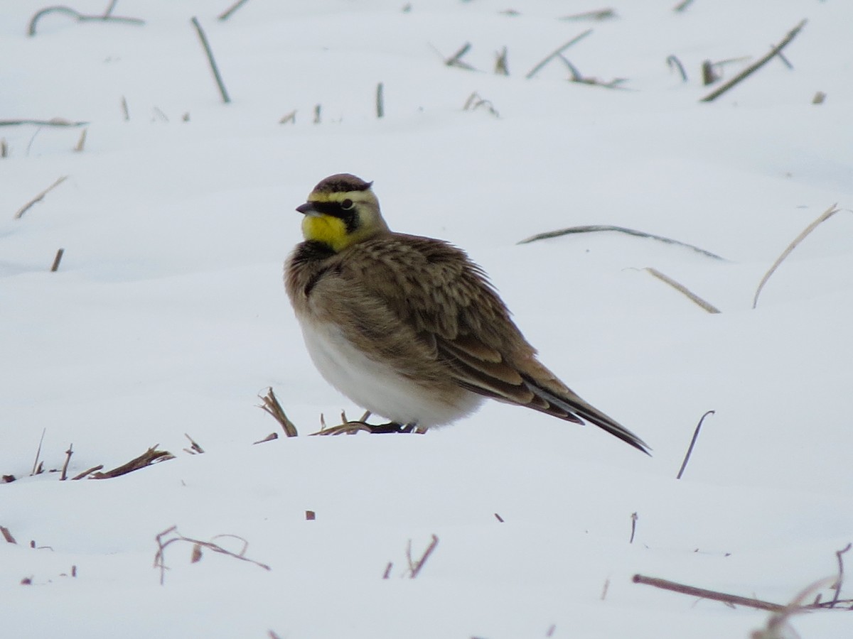 Horned Lark - ML129546771