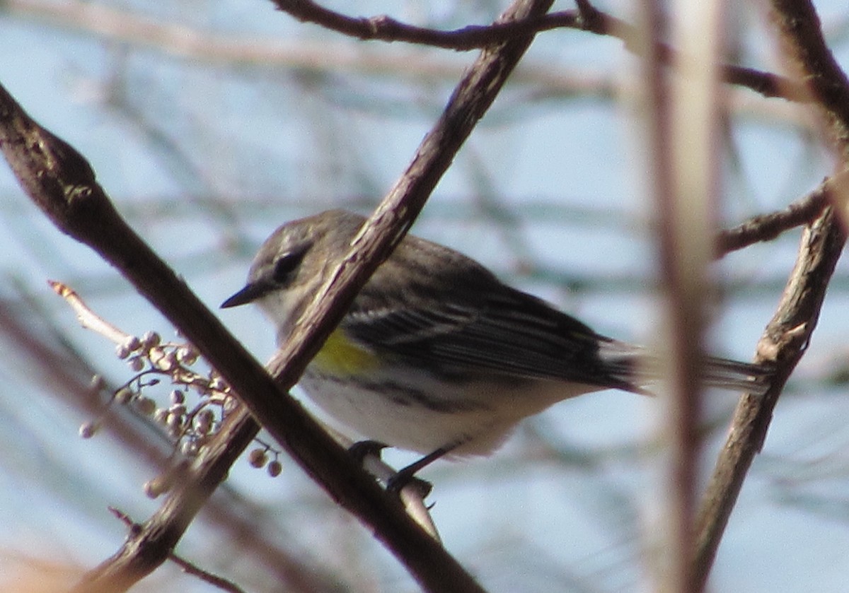 Yellow-rumped Warbler (Myrtle) - ML129548101