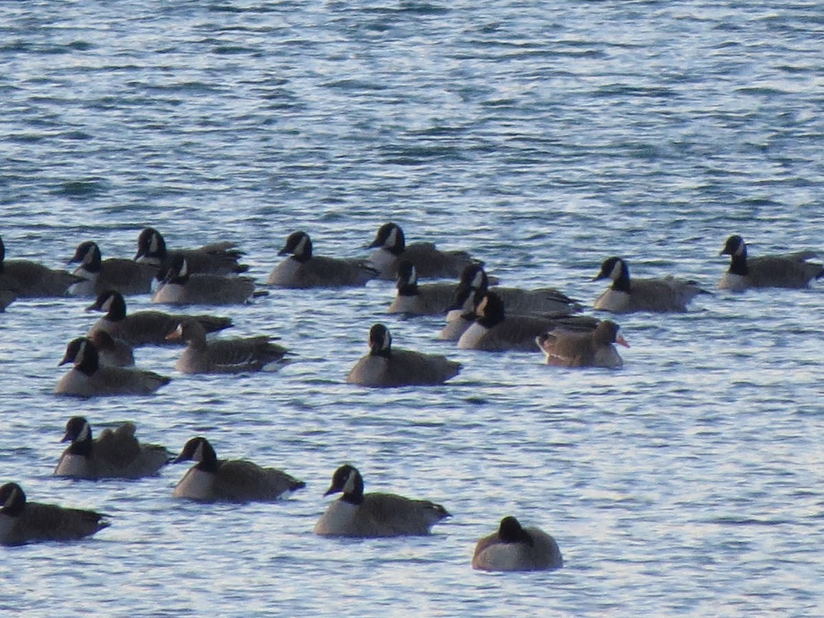 Greater White-fronted Goose - ML129548841