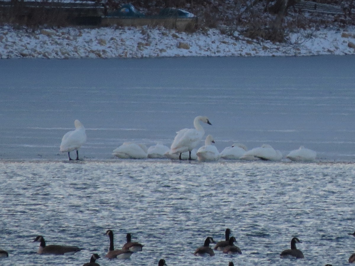 Tundra Swan - ML129548971