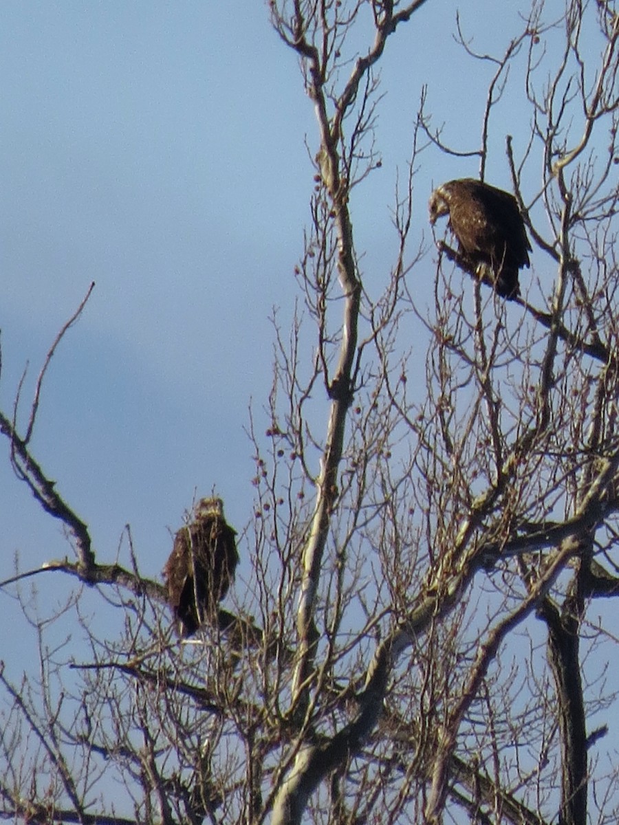 Bald Eagle - ML129549061