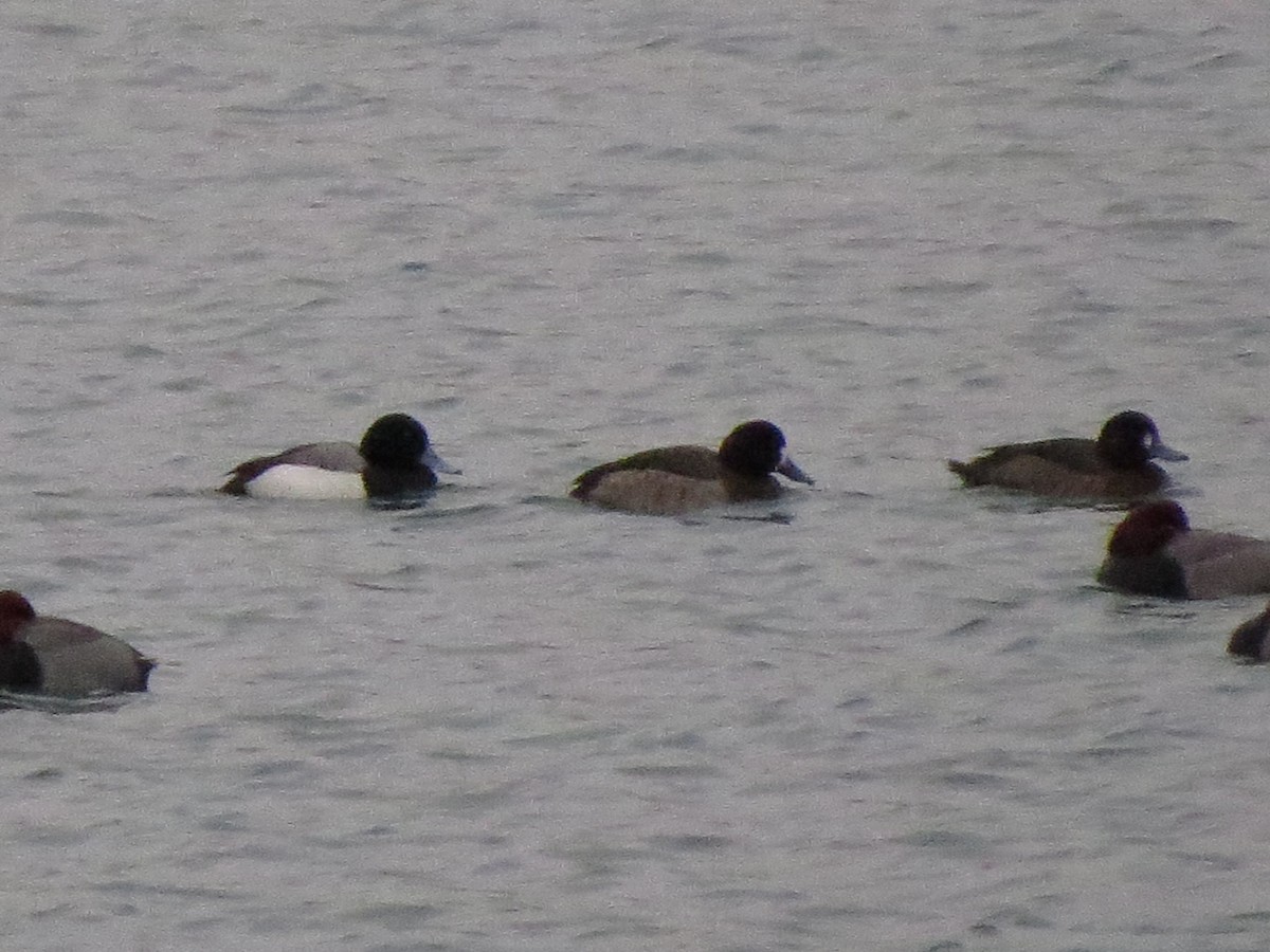 Greater Scaup - ML129549201