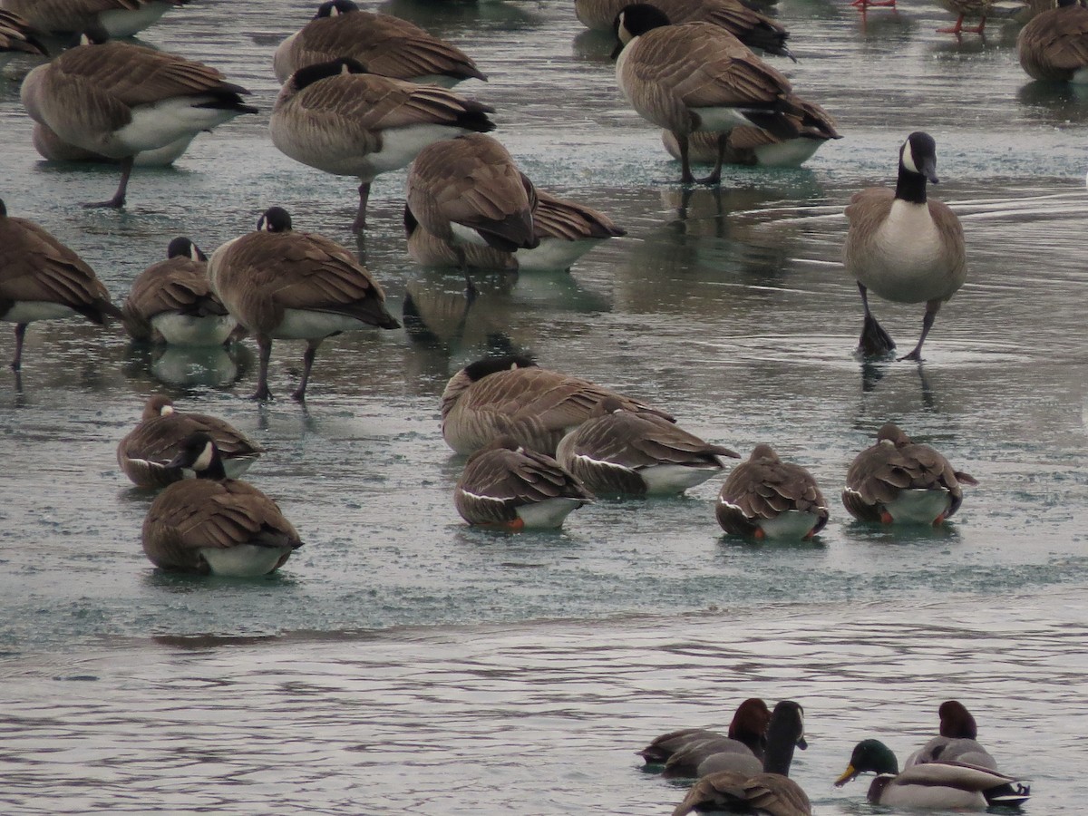 Greater White-fronted Goose - ML129549321