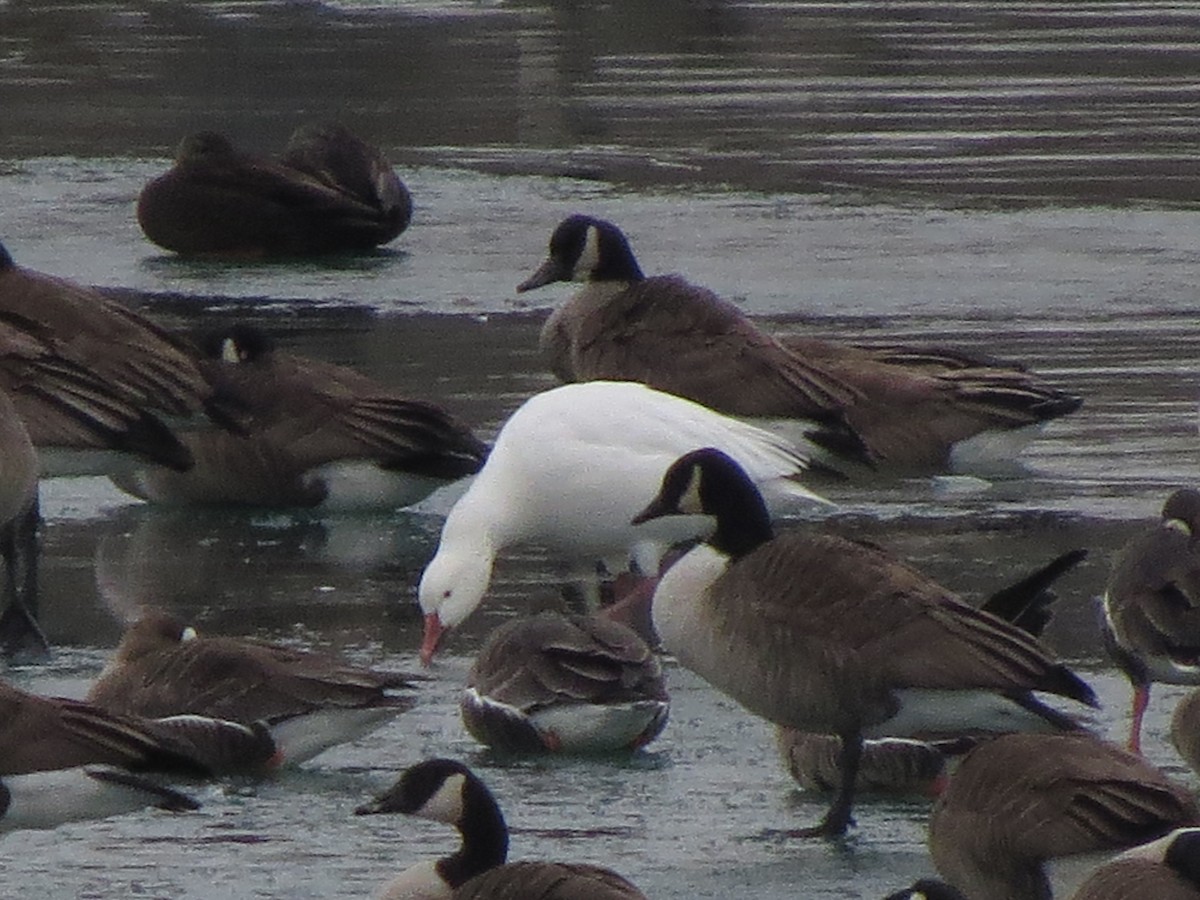 Snow Goose - ML129549351