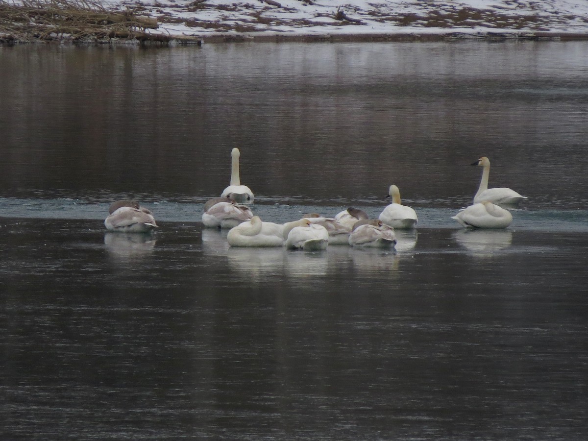 Tundra Swan - ML129549401