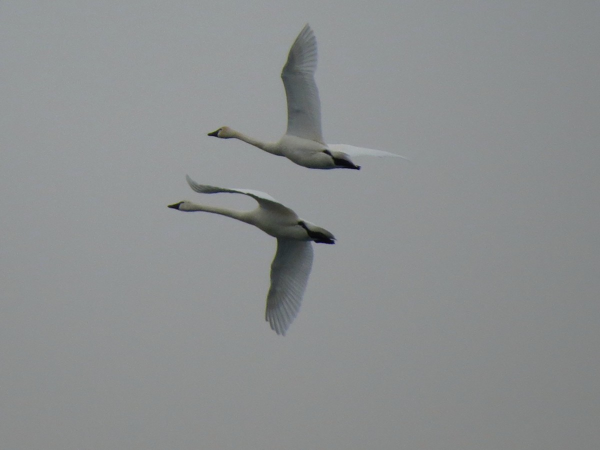 Tundra Swan - ML129549431