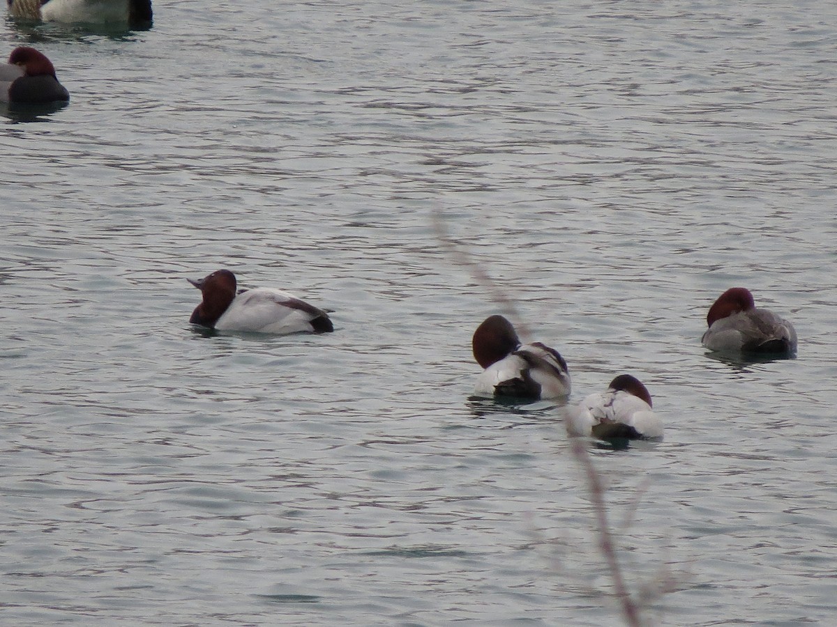 Canvasback - ML129549471