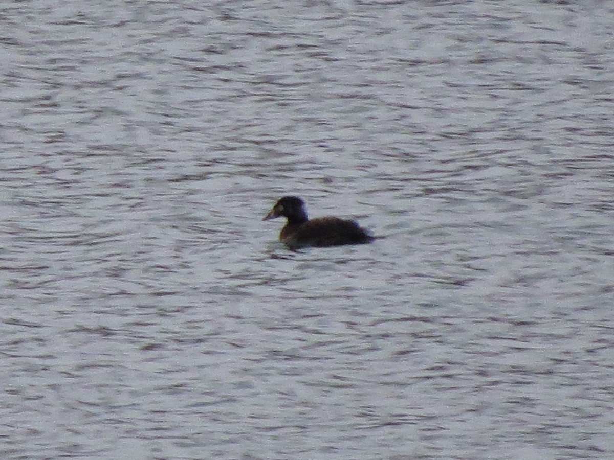 Surf Scoter - ML129549841