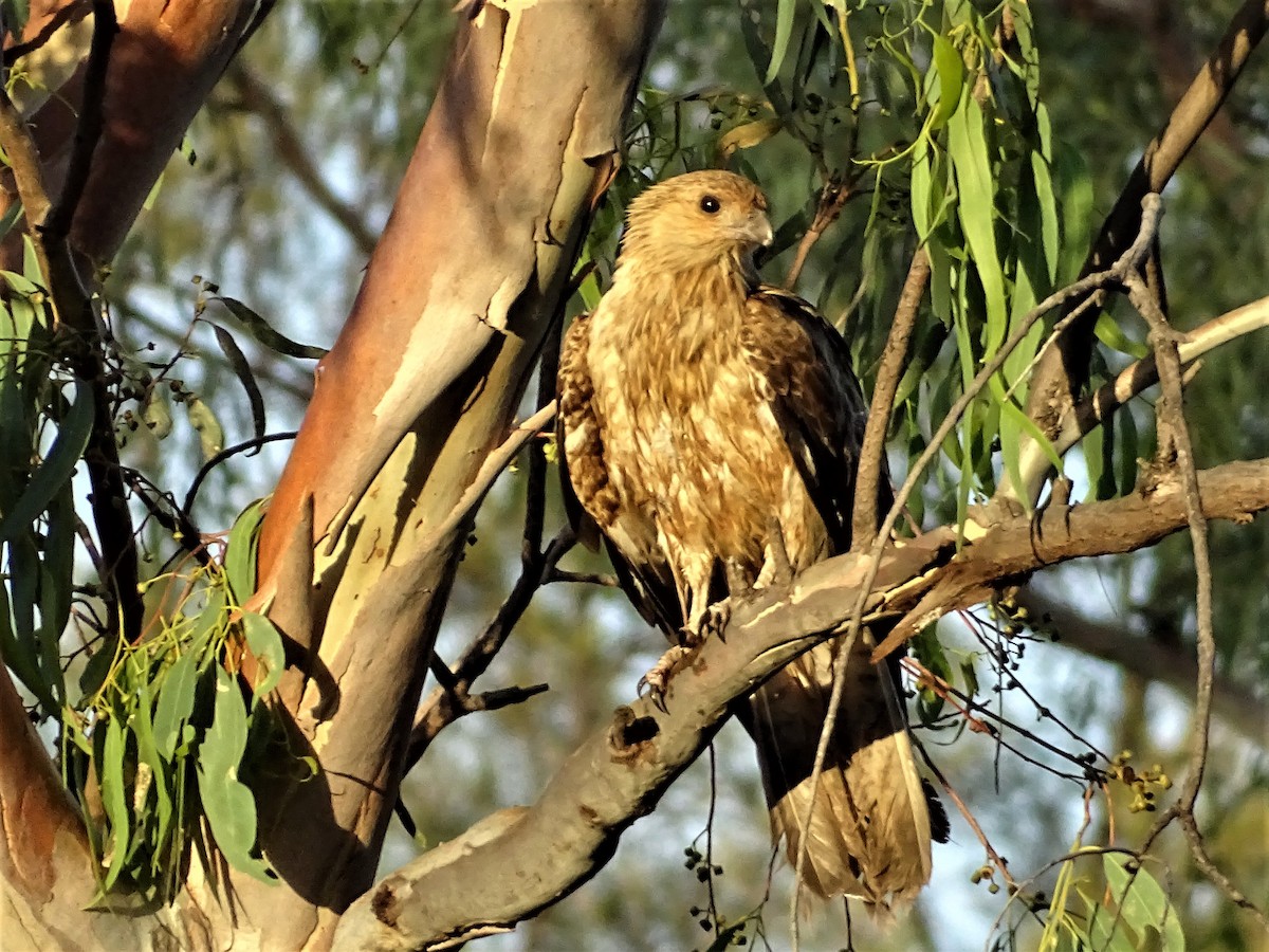 Whistling Kite - ML129550941