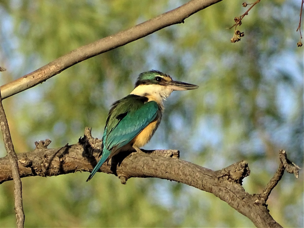 Sacred Kingfisher - ML129551031