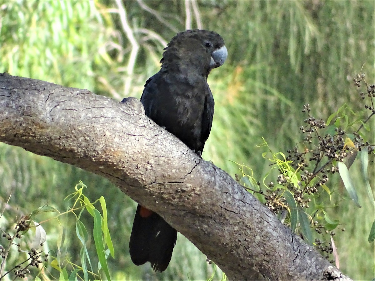 Glossy Black-Cockatoo - ML129551221