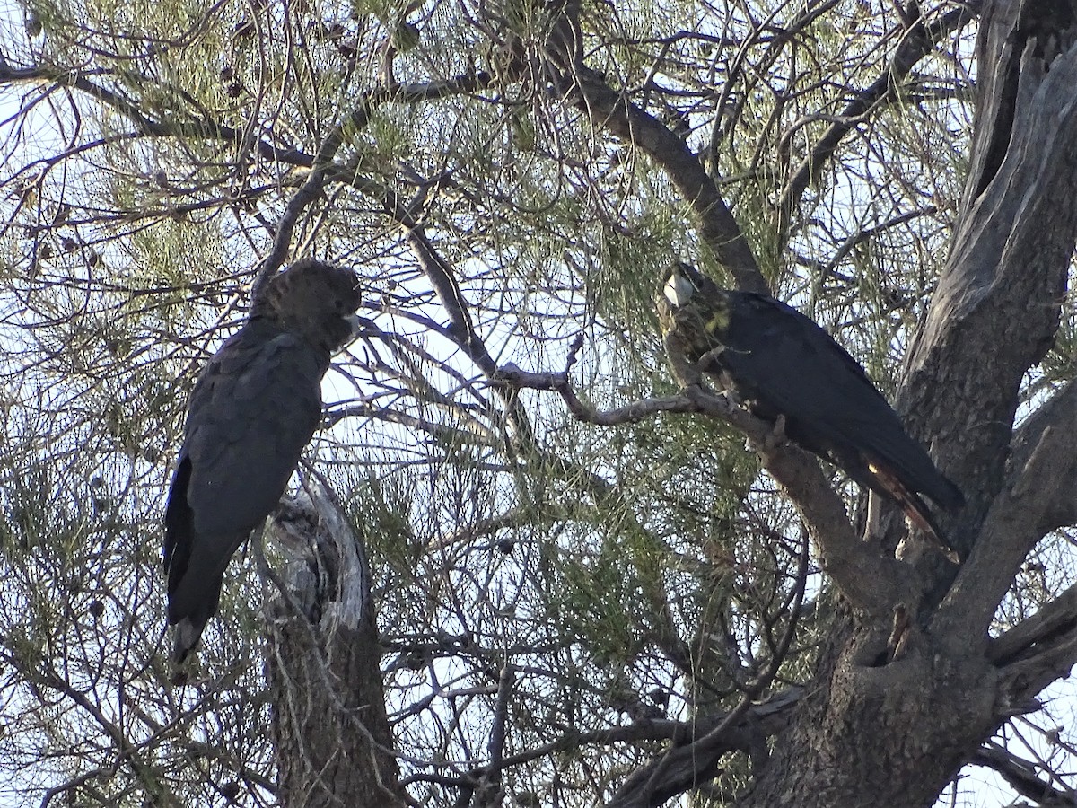 Glossy Black-Cockatoo - ML129551311