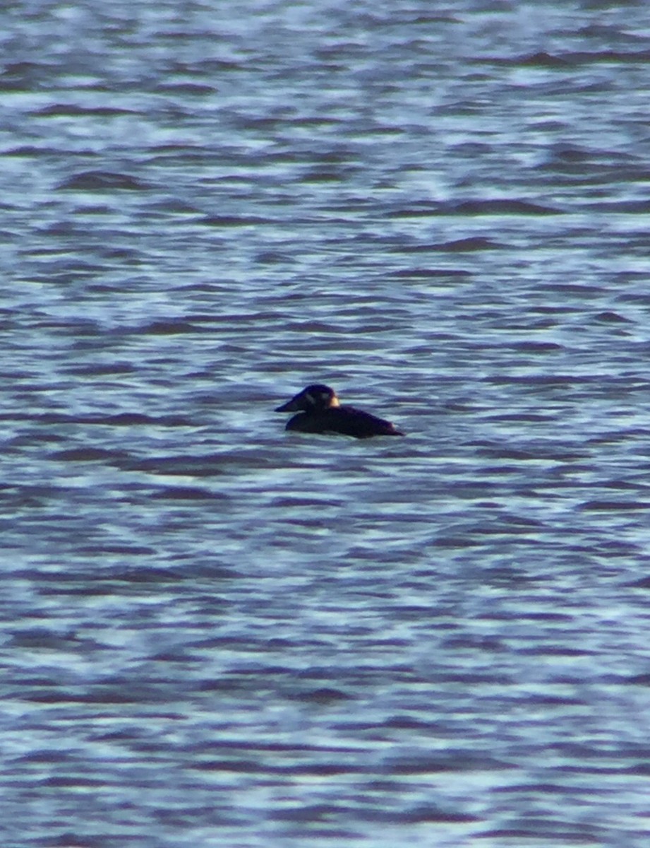 Surf Scoter - ML129551691