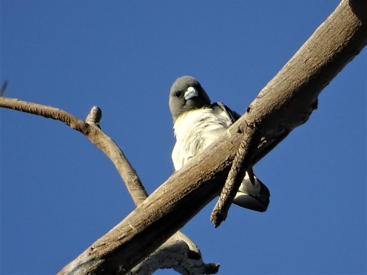 White-breasted Woodswallow - ML129552171