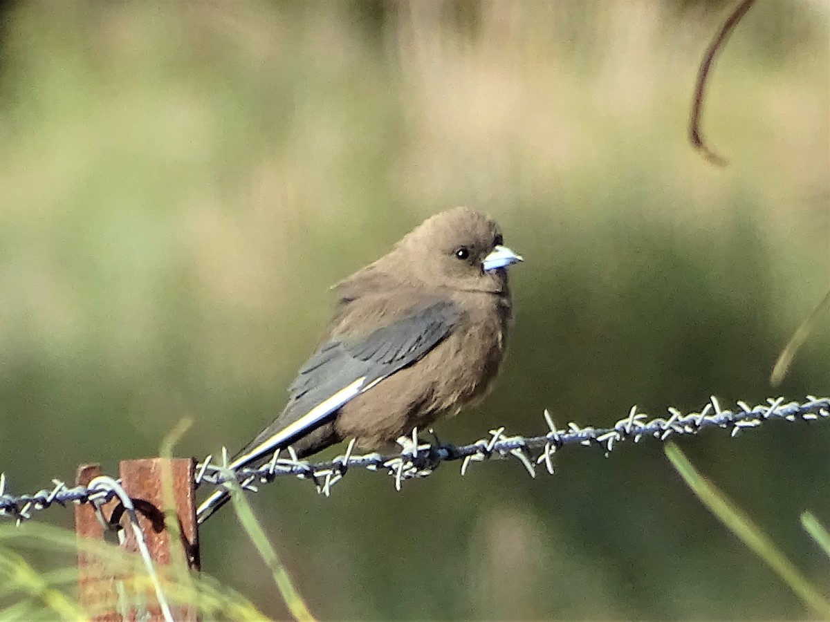 Dusky Woodswallow - ML129552261