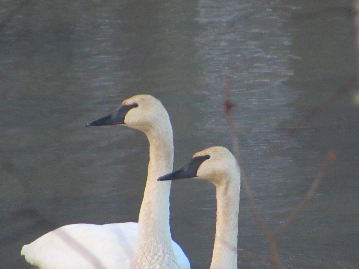 Trumpeter Swan - Anne Thompson