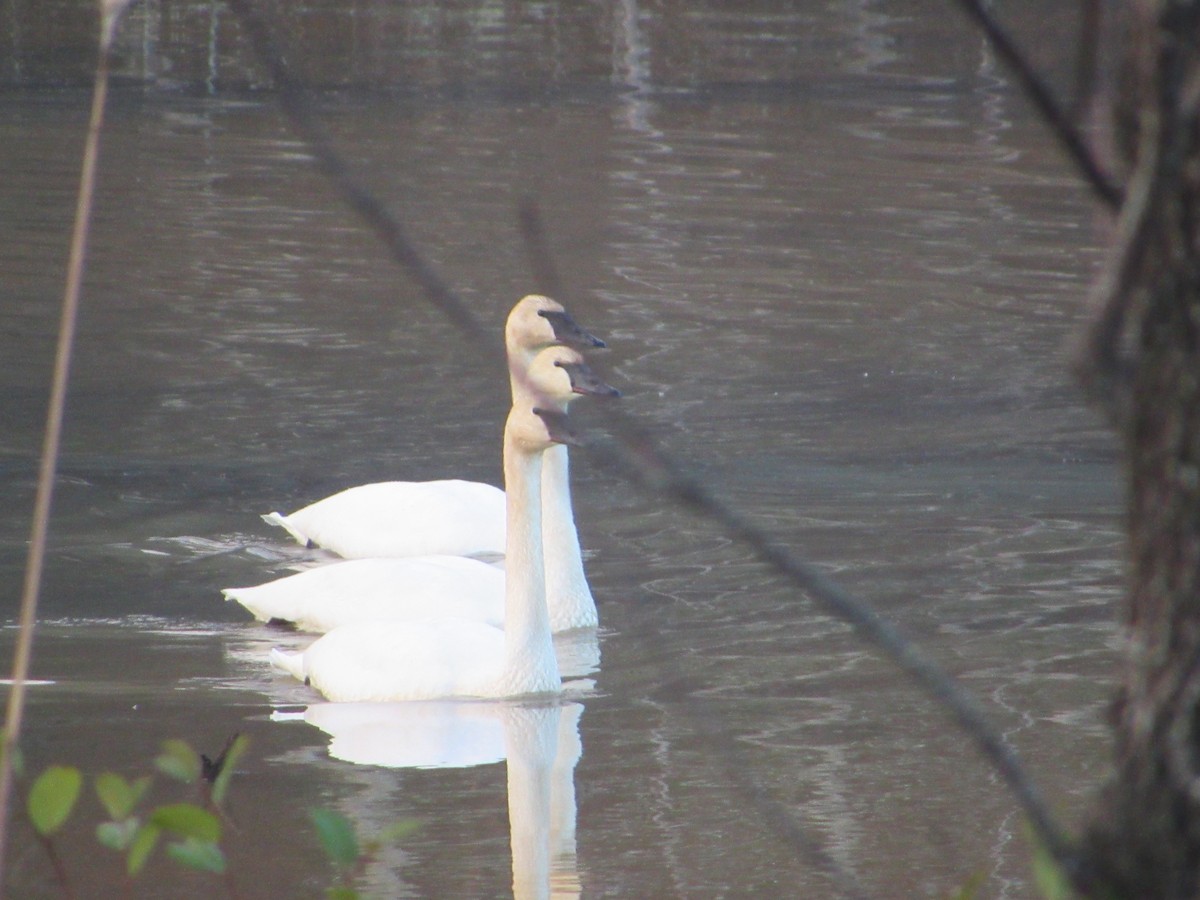 Trumpeter Swan - ML129552431