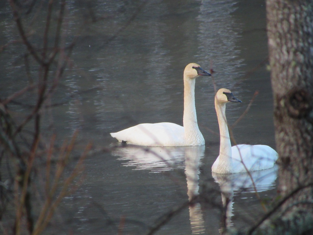 Trumpeter Swan - ML129552451