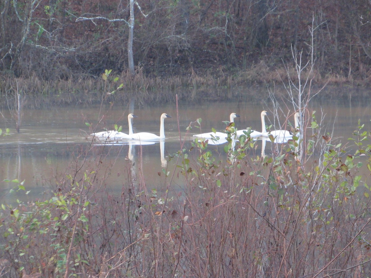 Trumpeter Swan - Anne Thompson