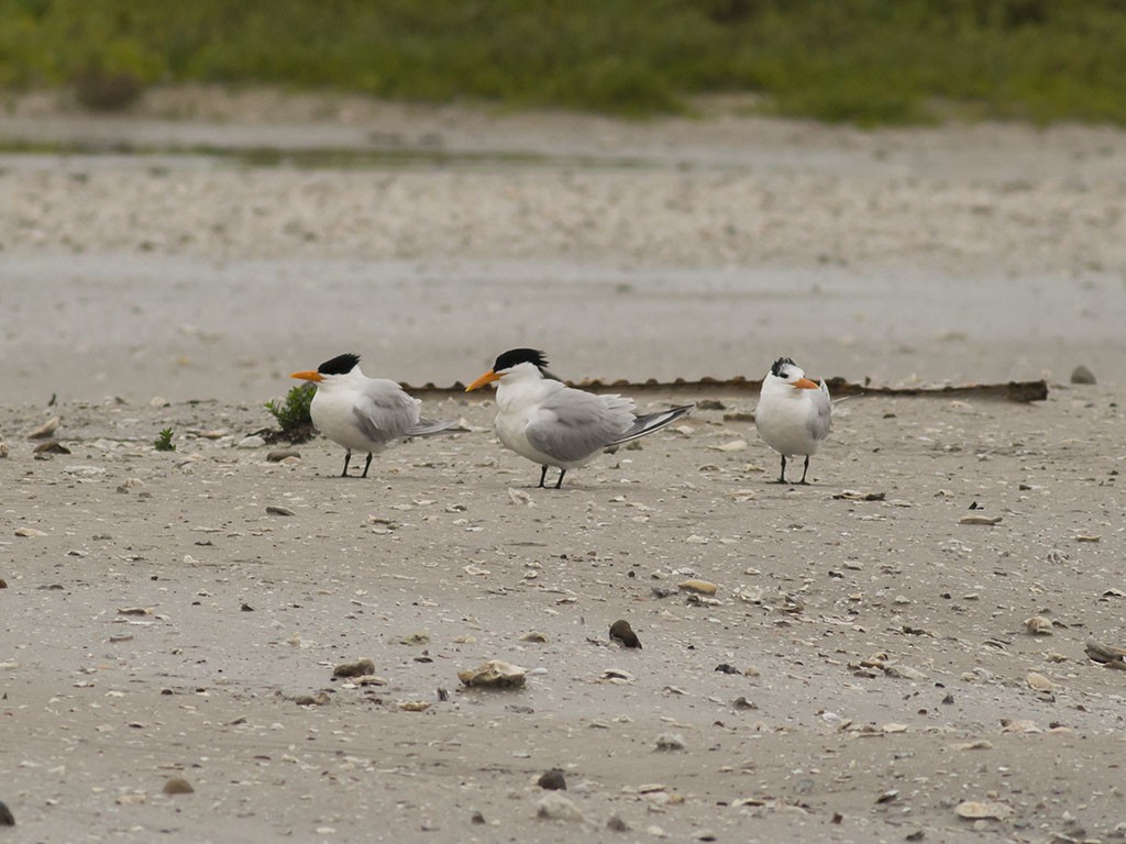 Royal Tern - ML129553521