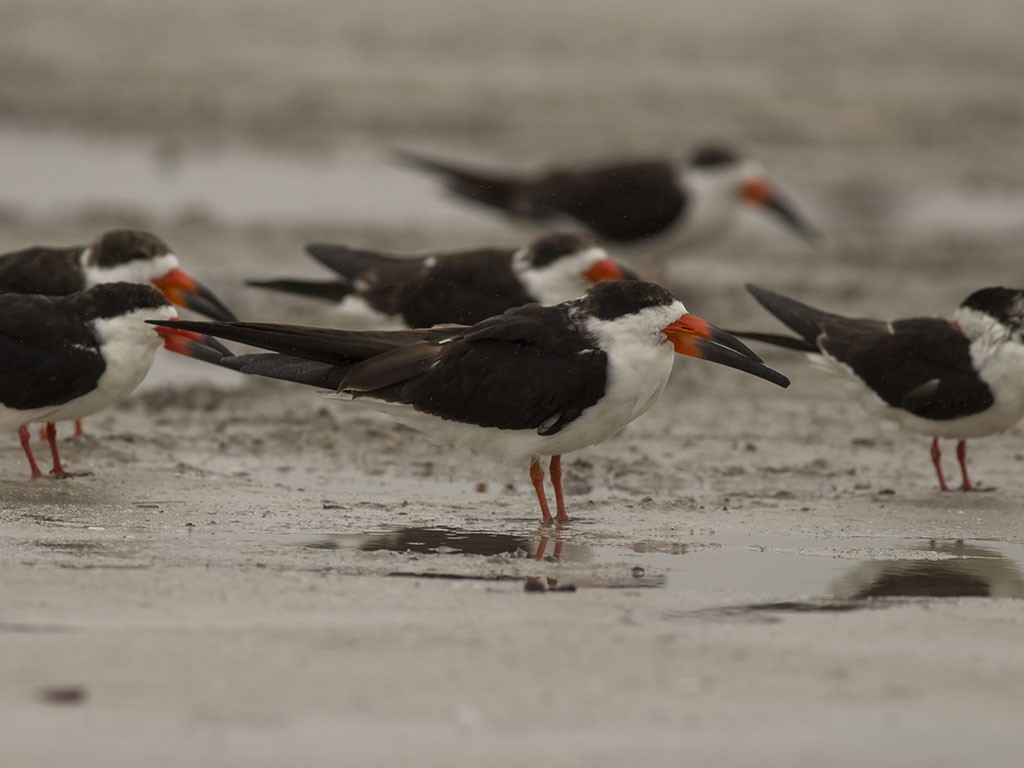 Black Skimmer - ML129553551