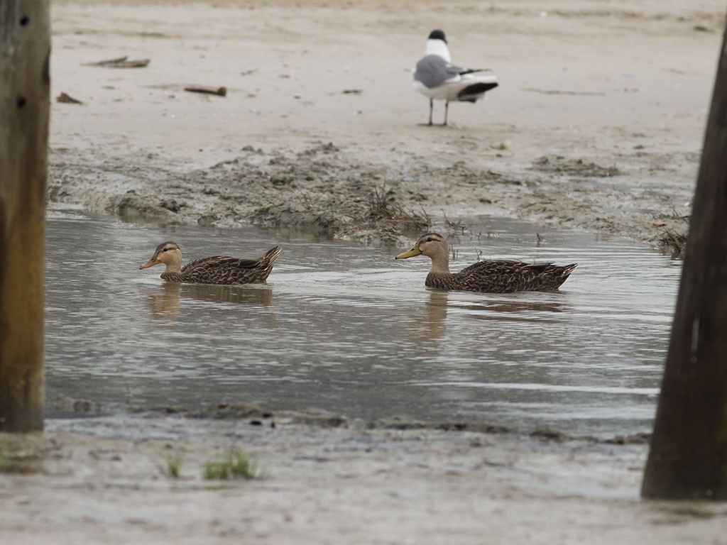 Mottled Duck - ML129553601