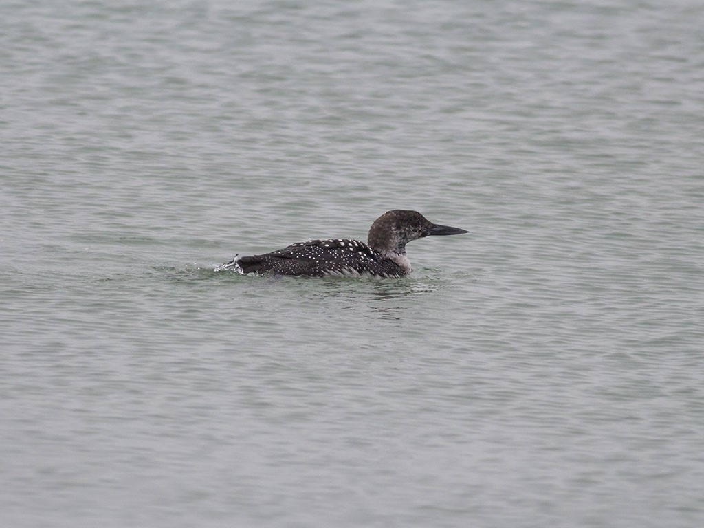 Common Loon - Alex Eberts