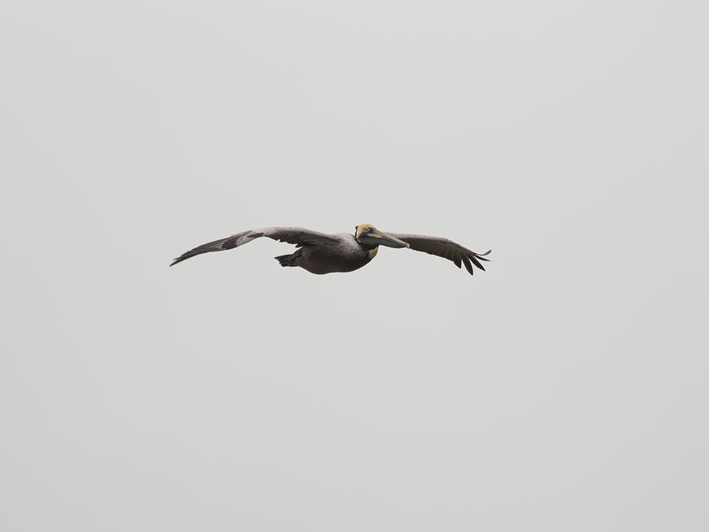 Brown Pelican - ML129553631