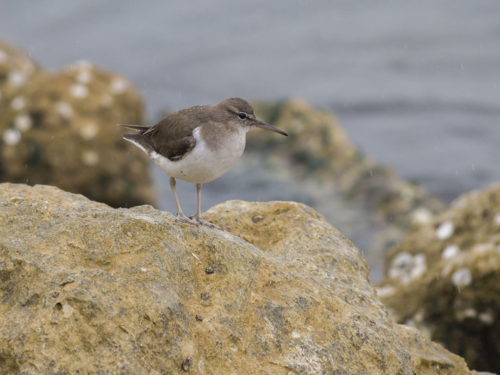 Spotted Sandpiper - ML129553681