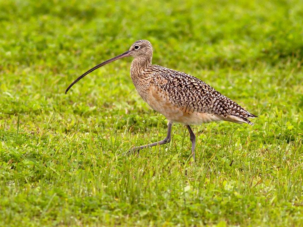 Long-billed Curlew - Alex Eberts