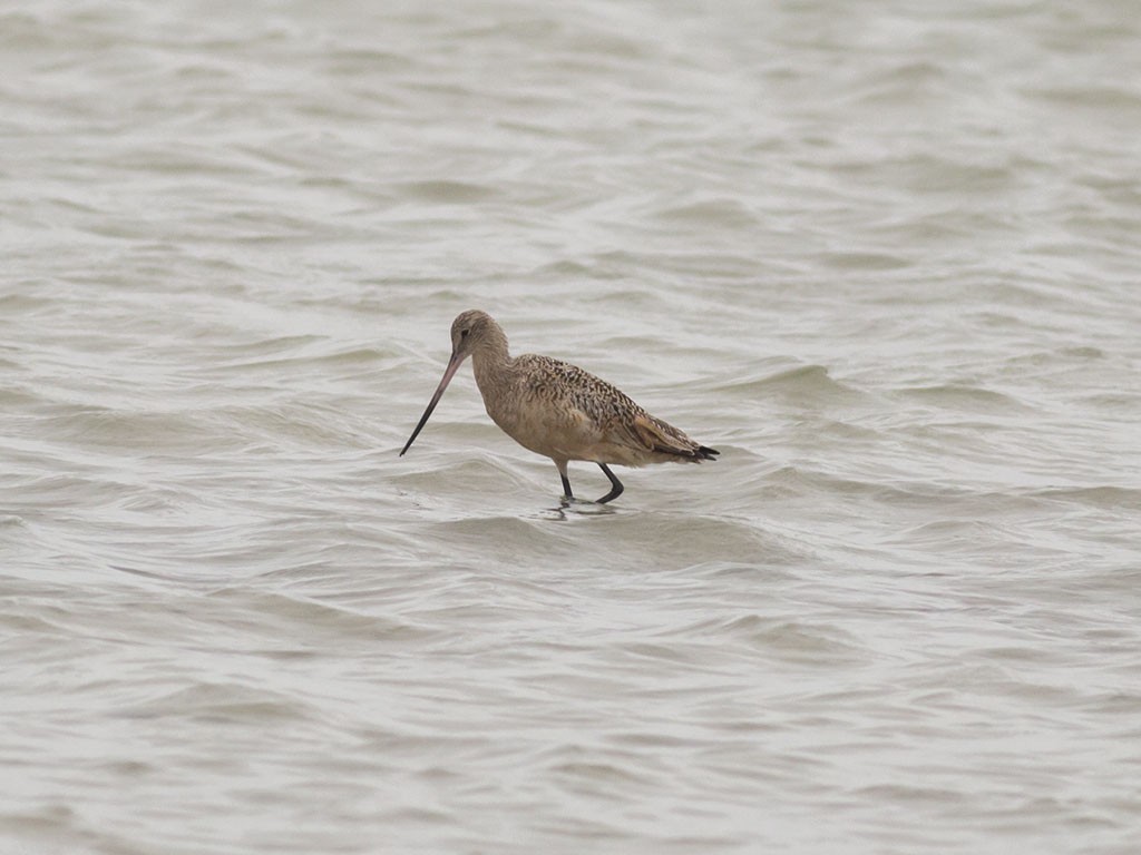 Marbled Godwit - Alex Eberts