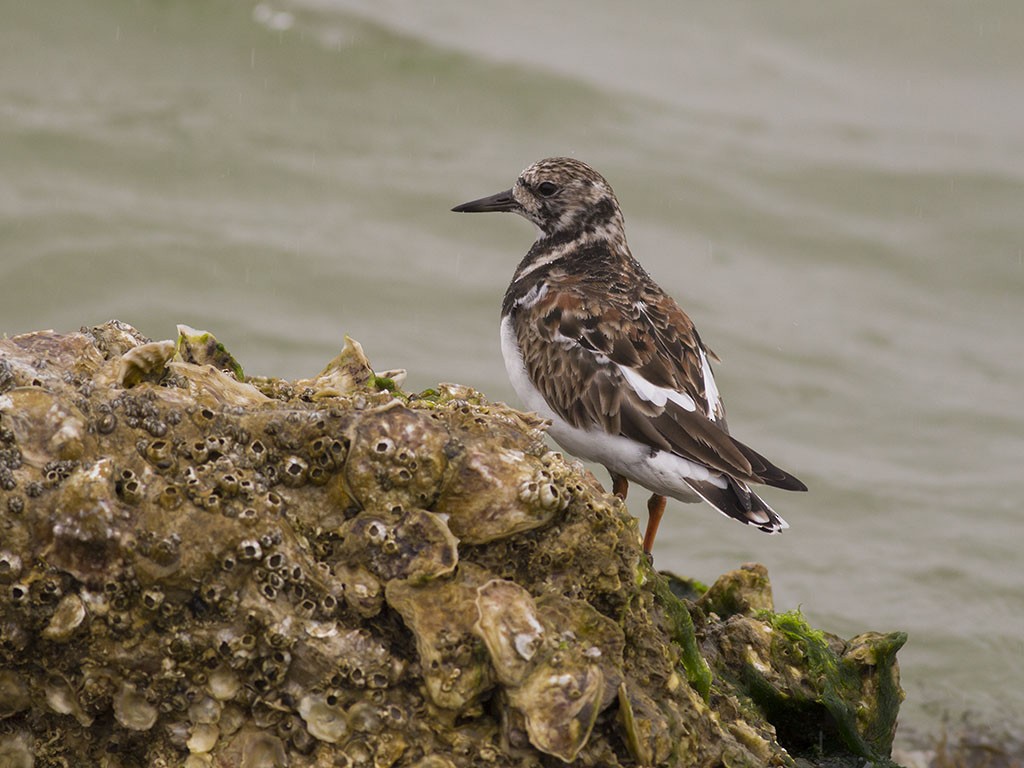 Ruddy Turnstone - ML129553721