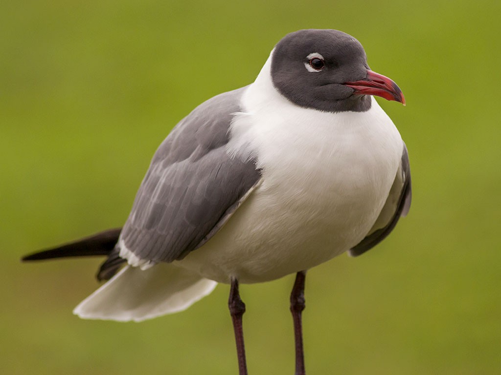 Gaviota Guanaguanare - ML129553741