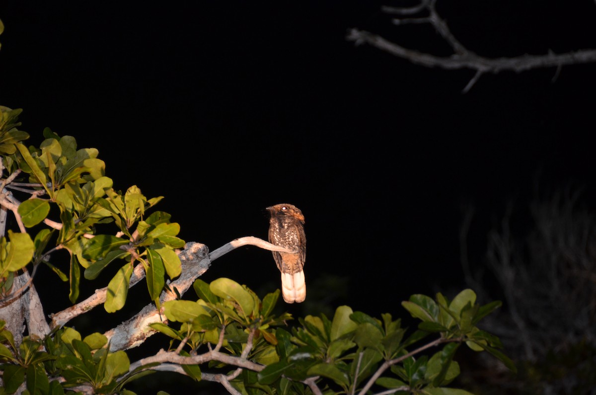 Yucatan Nightjar - ML129554811