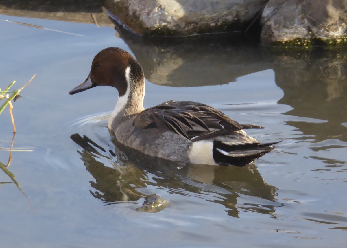 Northern Pintail - Gerald "Jerry" Baines
