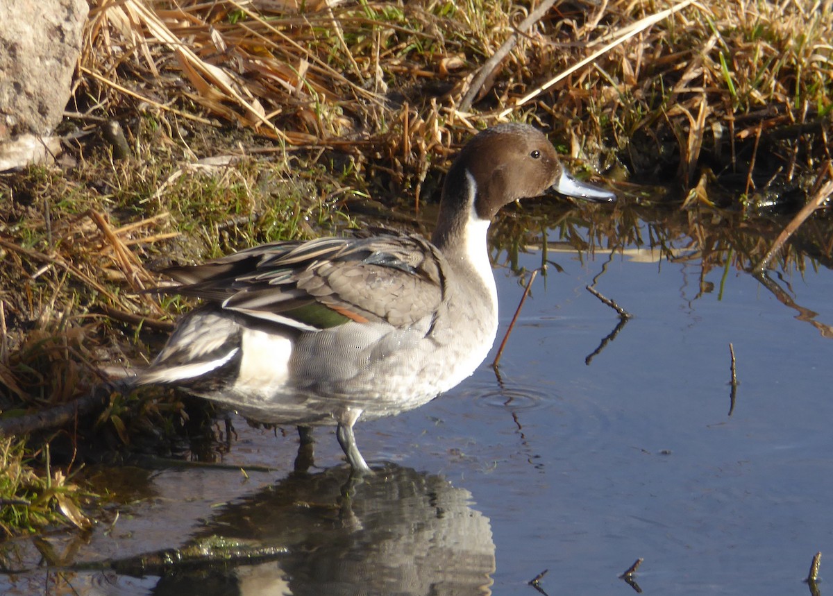 Northern Pintail - Gerald "Jerry" Baines