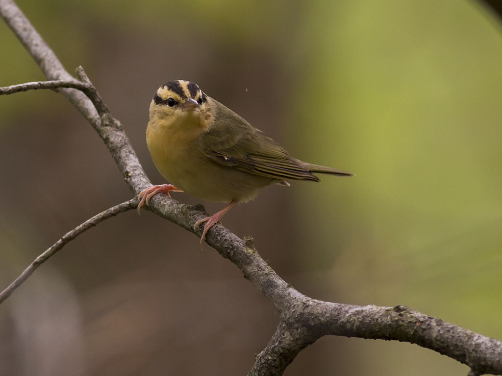 Worm-eating Warbler - ML129556871