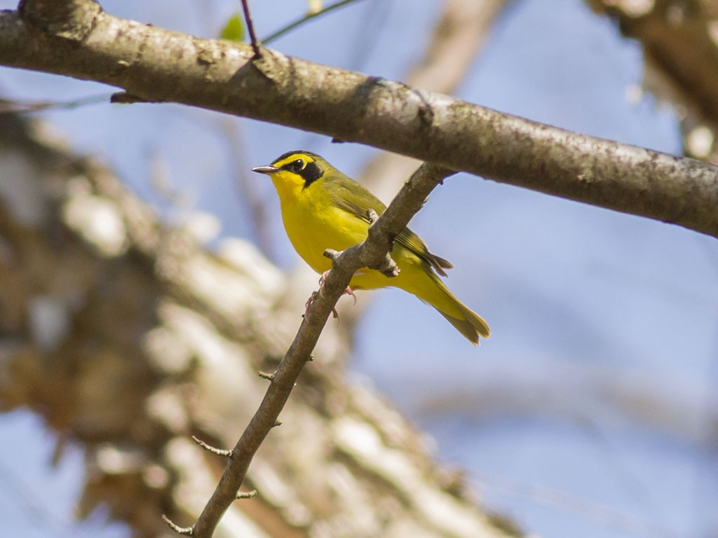 Kentucky Warbler - ML129556971