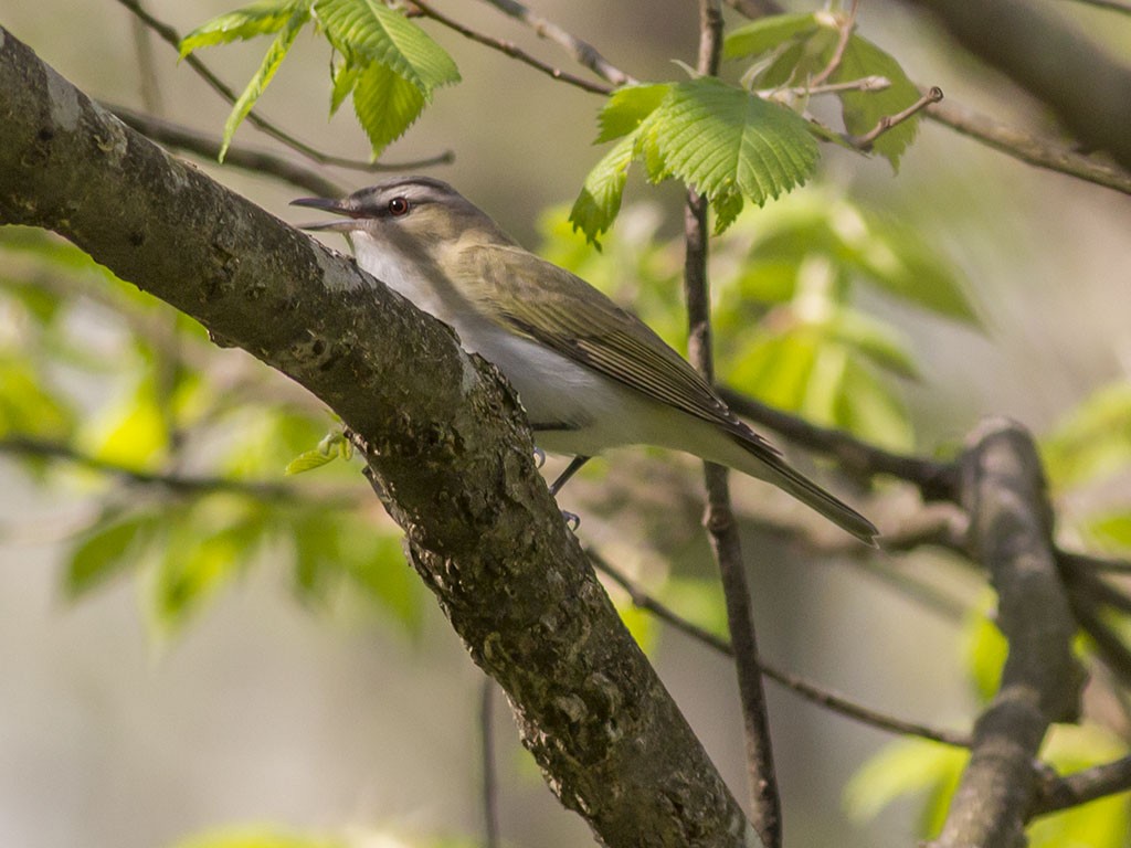 Red-eyed Vireo - ML129557031