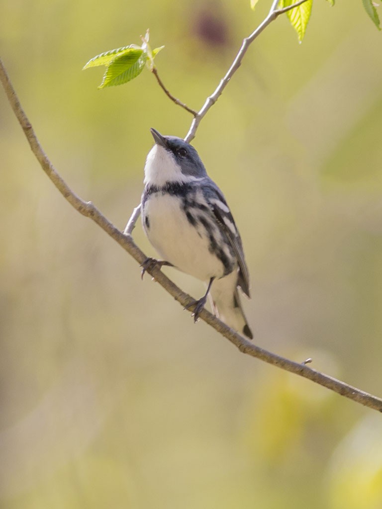 Blauwaldsänger - ML129557061