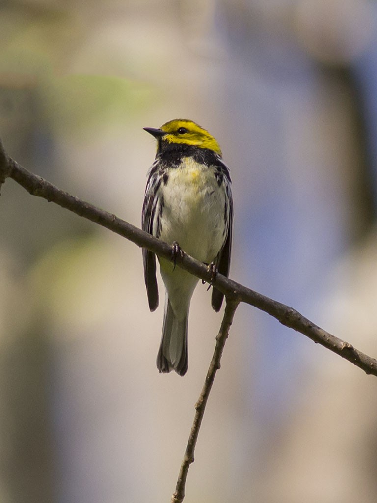 Black-throated Green Warbler - ML129557071