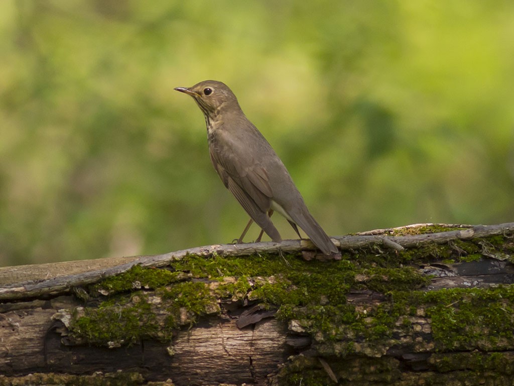 Swainson's Thrush - ML129557211