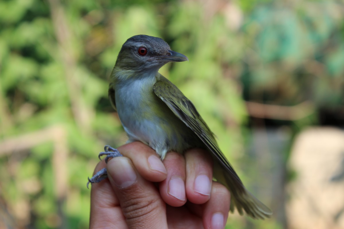 Yellow-green Vireo - ML129557511