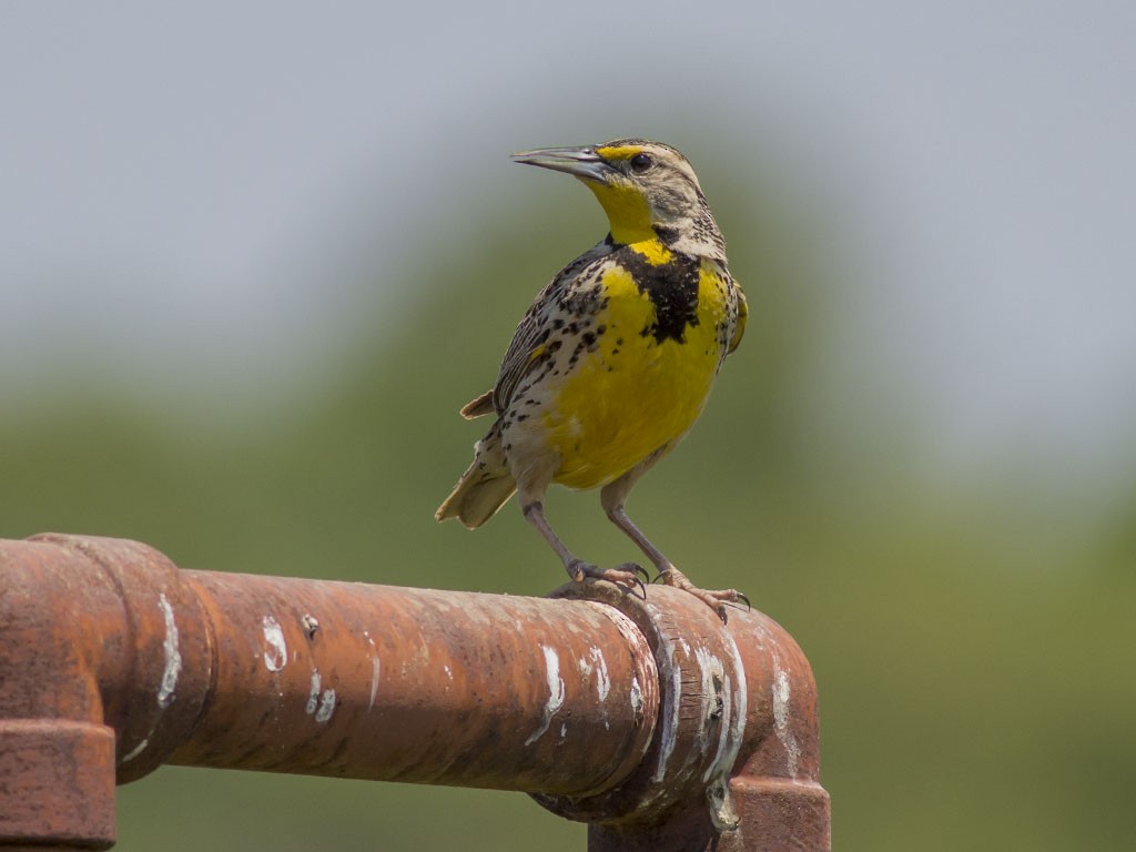 Western Meadowlark - Alex Eberts