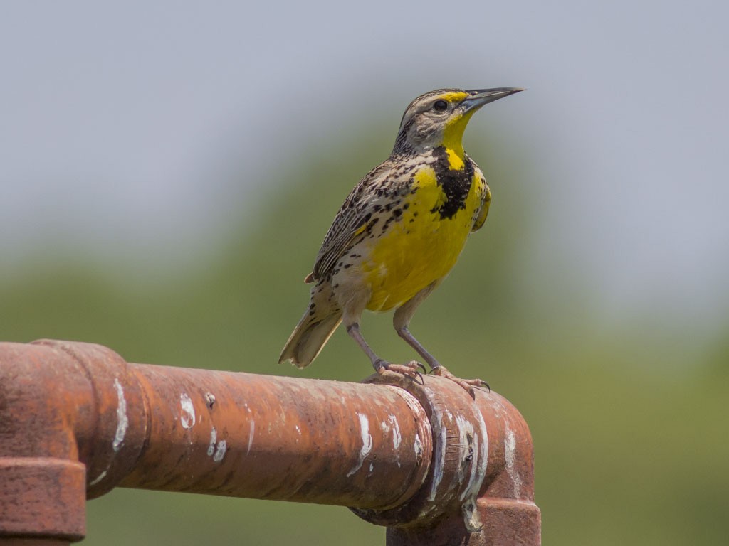 Western Meadowlark - Alex Eberts