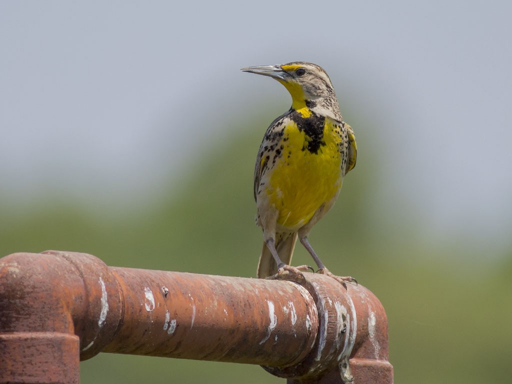 Western Meadowlark - Alex Eberts