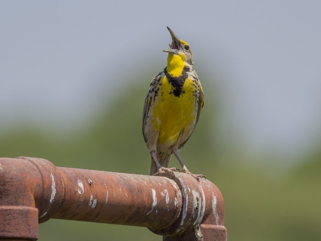 Western Meadowlark - Alex Eberts