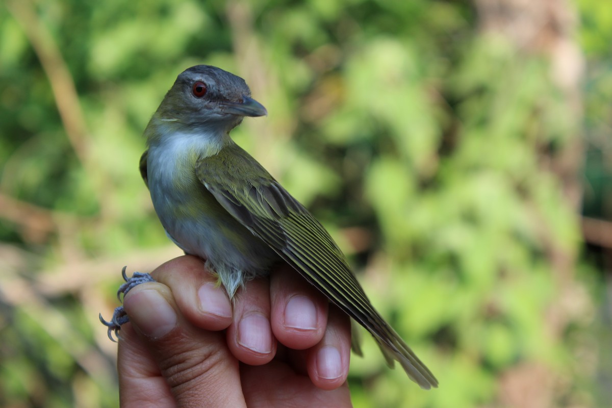 Vireo Verdiamarillo - ML129558811